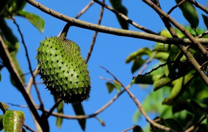 فندق Befox Adventure La Fortuna المظهر الخارجي الصورة