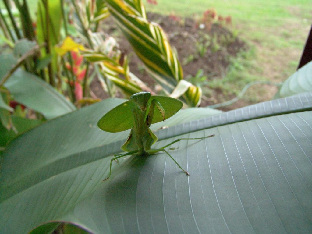 فندق Befox Adventure La Fortuna المظهر الخارجي الصورة
