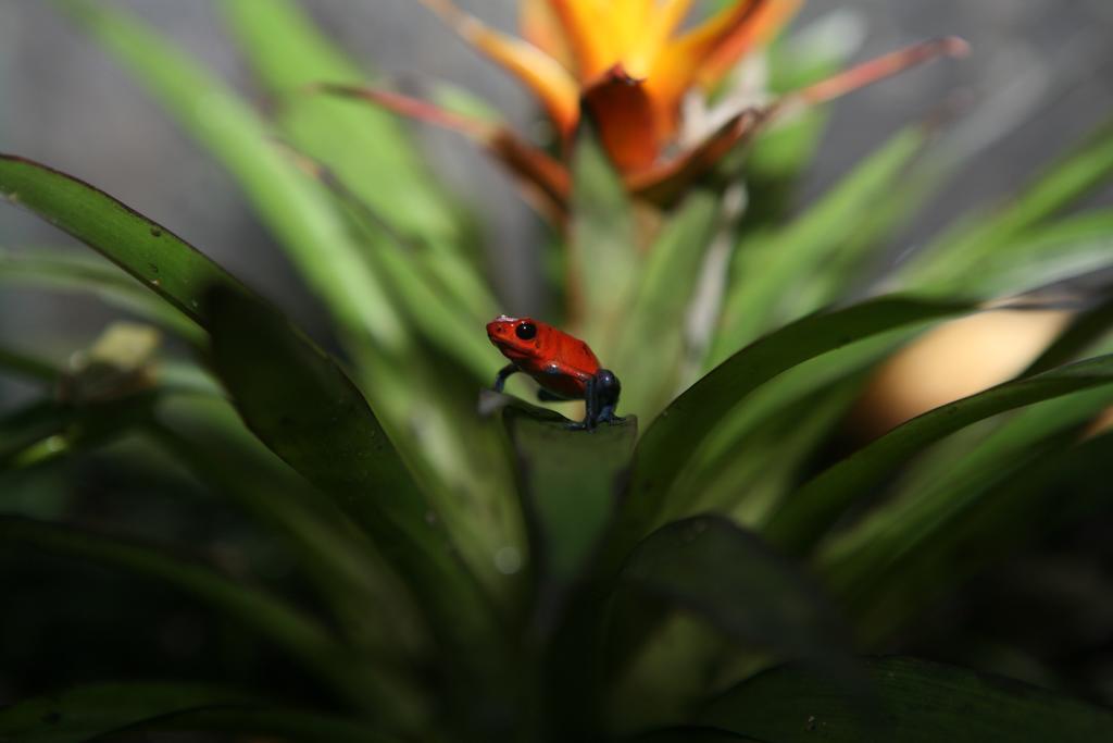 فندق Befox Adventure La Fortuna المظهر الخارجي الصورة