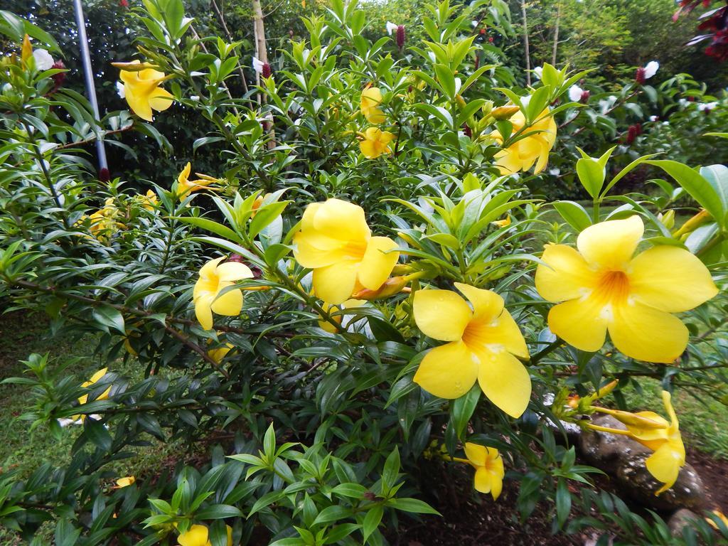 فندق Befox Adventure La Fortuna المظهر الخارجي الصورة